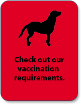 All Dogs Flea Policy
